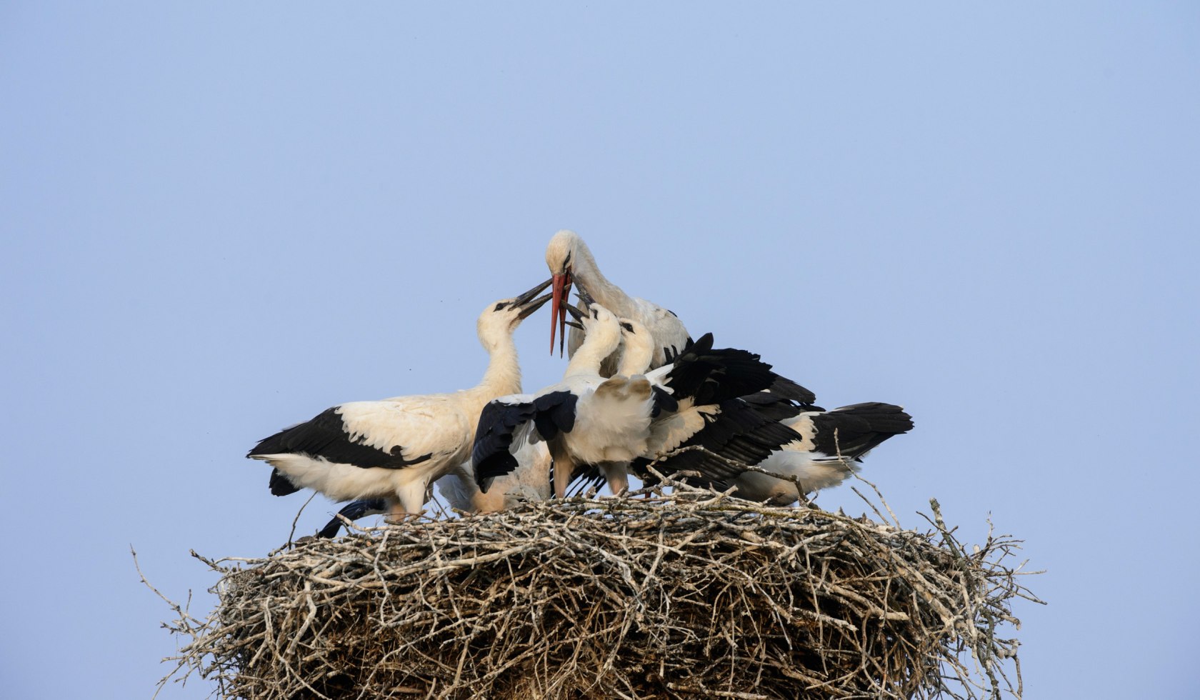 White storks in the nest, © TourismusMarketing Niedersachsen GmbH / Dieter Damschen