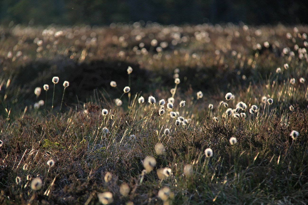 Sunrise at Torfhaus, © Nationalpark Harz / Ingrid Nörenberg