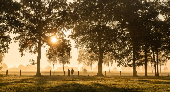 Hiker in the sunset in an avenue at Haußelberg, © Lüneburger Heider GmbH/ Dominik Ketz