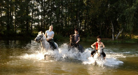 Horses, © Matthias Niehues
