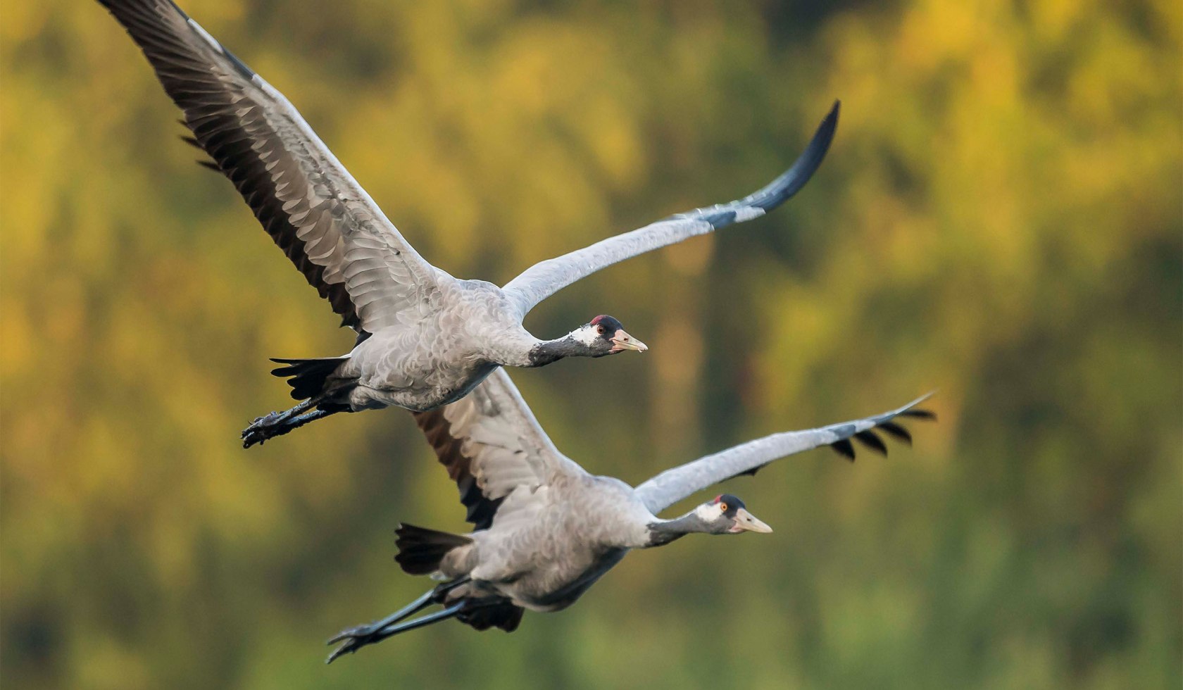Flying pair of cranes, © wild-woanders.com / Dieter Damschen