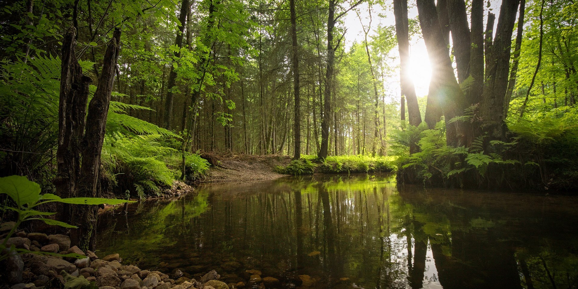 River Este in the forest close to Bötersheim/Drestedt, © TourismusMarketing Niedersachsen GmbH / Alexander Kaßner