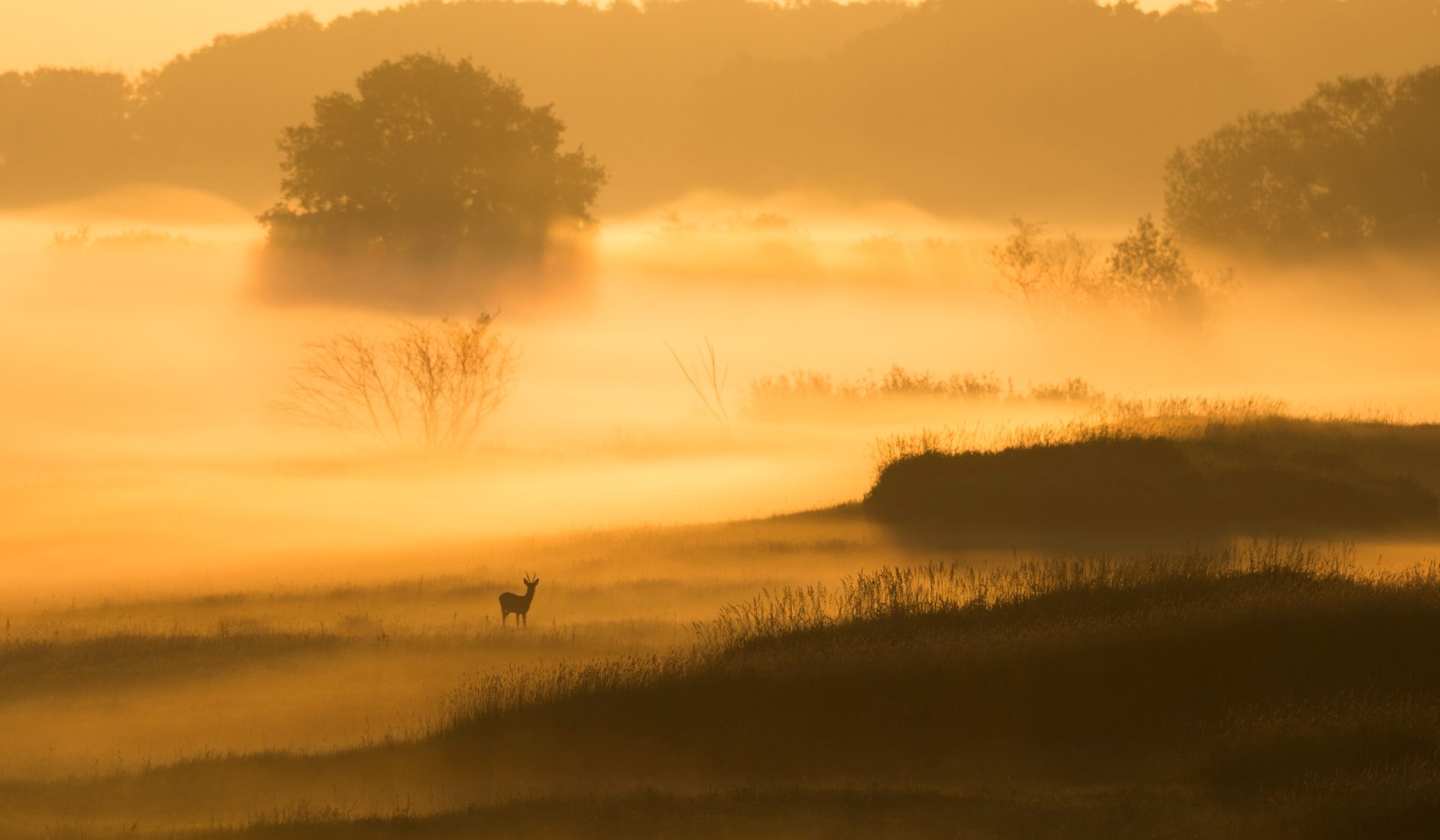 Deer in the morning field, © TMN / Dieter Damschen
