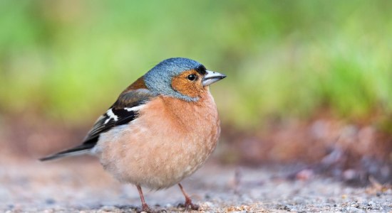 chaffinch, © Pixabay