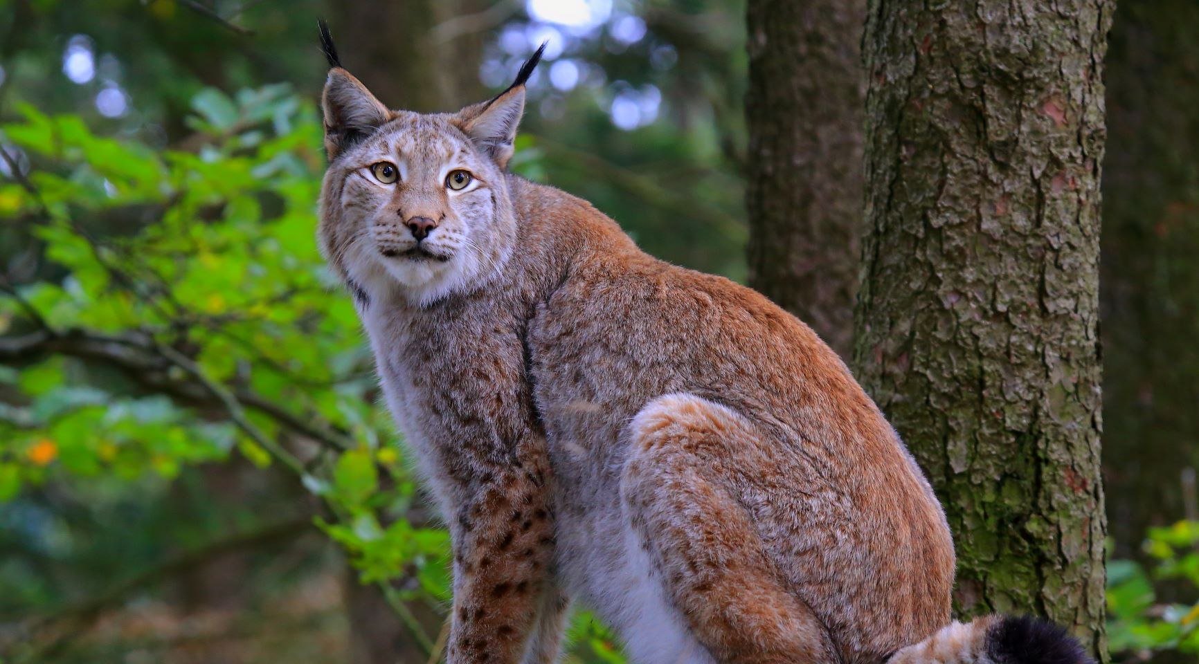 Lynx in the Harz National Park in the viewing enclosure in Bad Harzburg, © Ole Anders / Nationalpark Harz