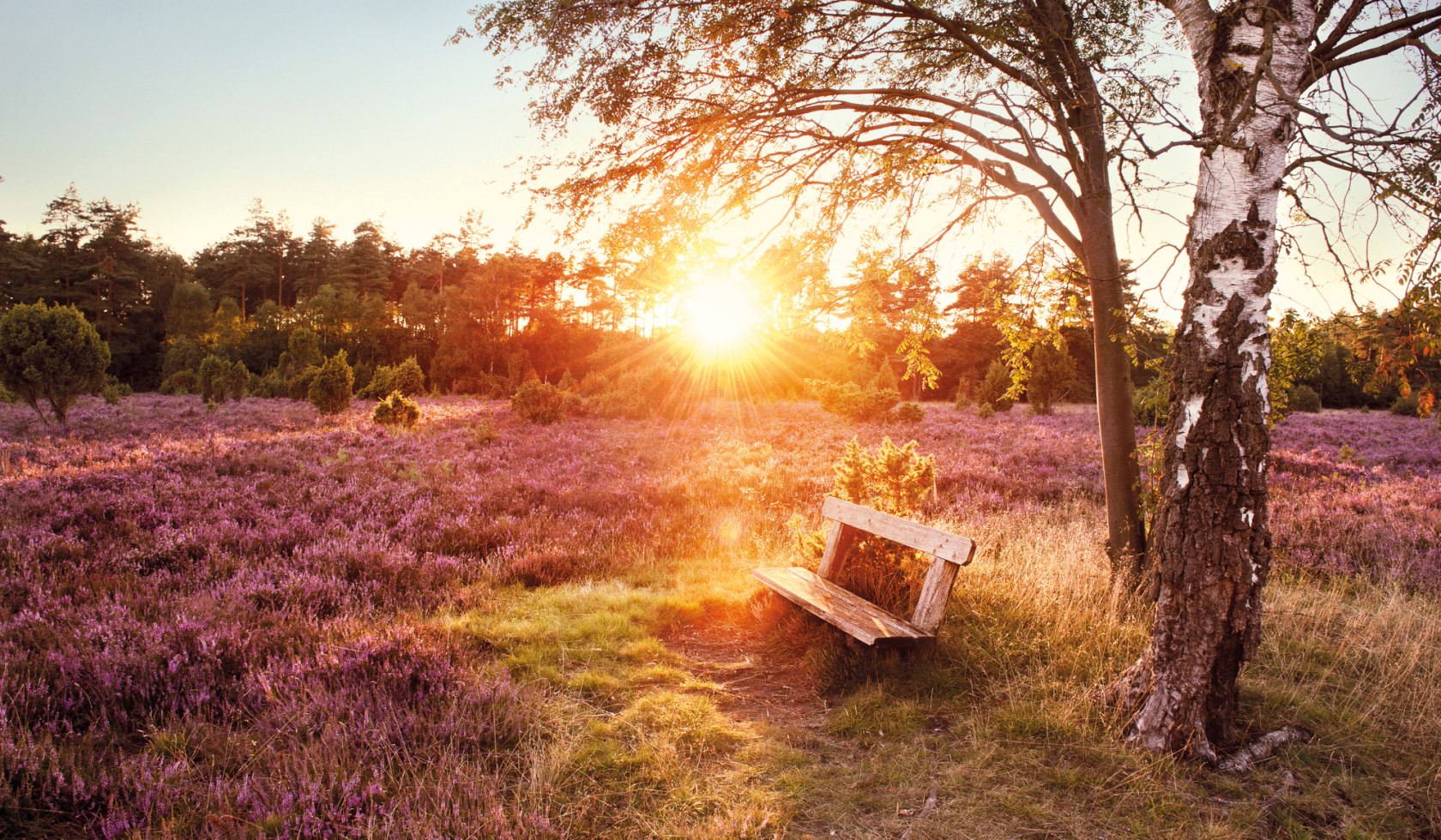 a bank in the Lüneburg Heath , © Lüneburger Heide GmbH