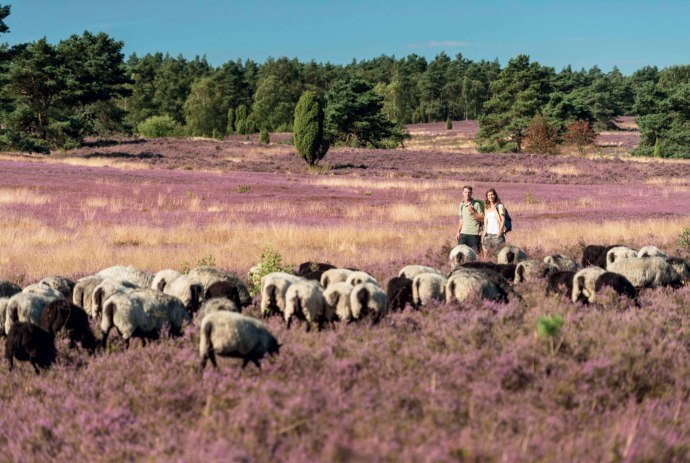 Hiking at Büsenbachtal, © Lüneburger Heide GmbH/ Dominik Ketz