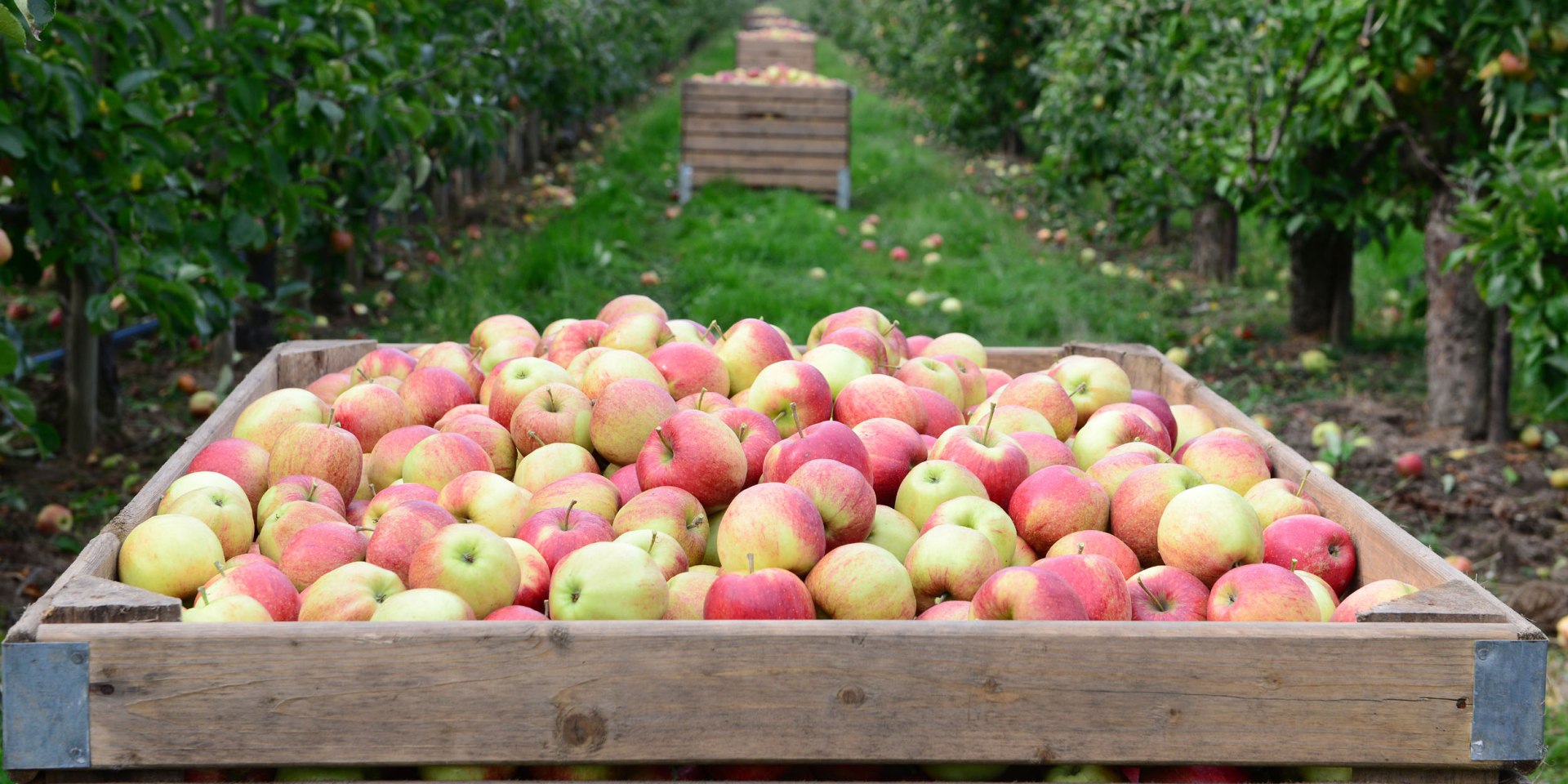 geerntete Äpfel in großen Apfelkisten zwischen Apfelbäumen, © Tourismusverband LK Stade/Elbe e. V./ Martin Elsen