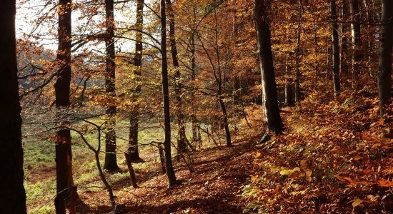 Herbst im Waltersbachtal, © GeTour GmbH
