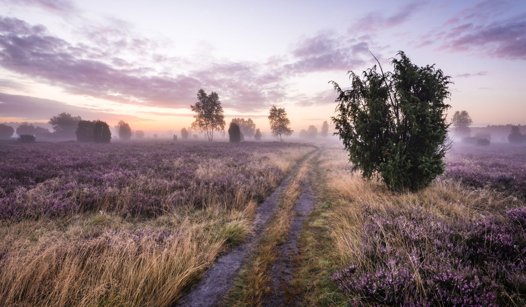 Sunrise in the blooming Schmarbecker Heide, © Lüneburger Heide GmbH / Markus Tiemann