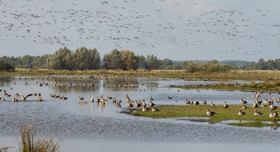 Bird migration, © Naturpark Steinhuder Meer, Region Hannover/ Bernd Wolter