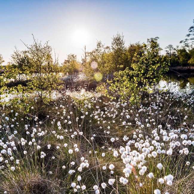 Wollgras Blossom in the Pietzmoor, © Lüneburger Heide GmbH / Markus Tiemann