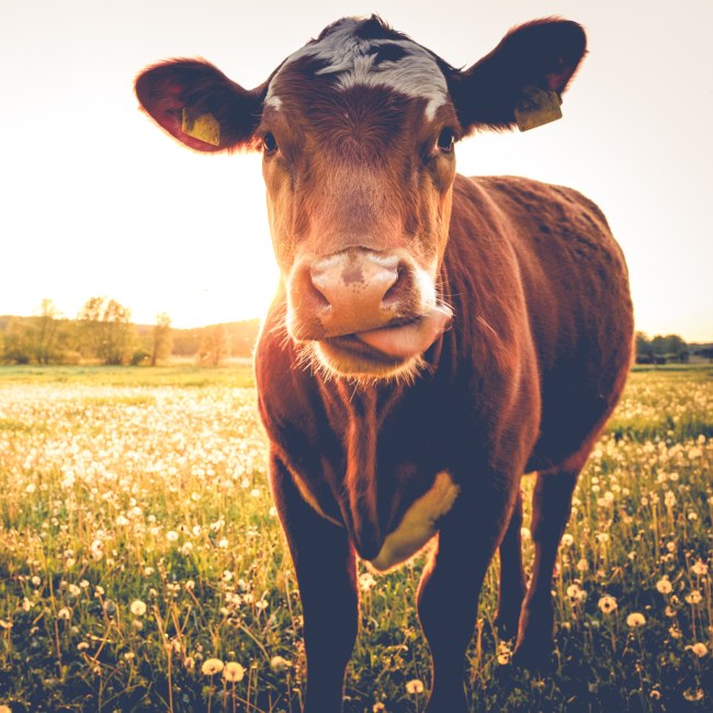 brown cow, © Fotolia ©stadelpeter - stock.adobe.com