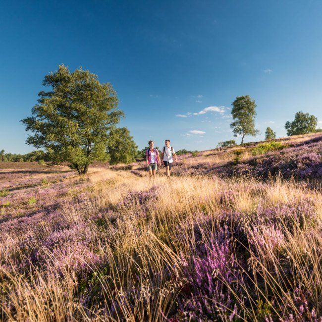 Hiking in the Lüneburg Heath, © Tourismusmarketing Niedersachsen GmbH 