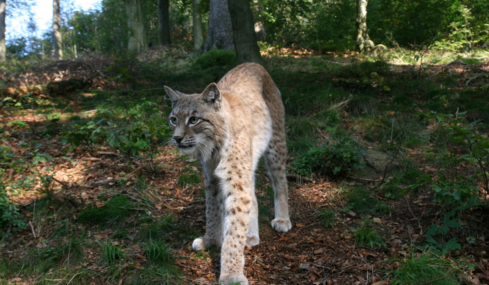 Lynx enclosure, © Stadtmarketing Bad Harzburg/ Detlef Kaczmarek