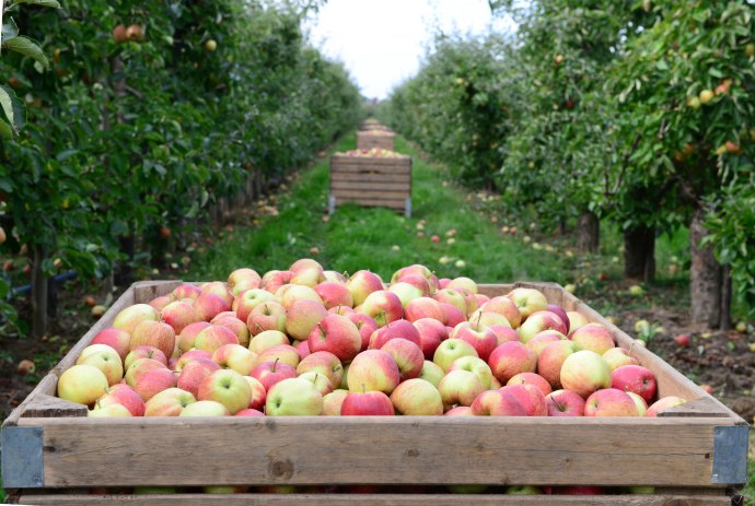 geerntete Äpfel in großen Apfelkisten zwischen Apfelbäumen, © Tourismusverband LK Stade/Elbe e. V./ Martin Elsen