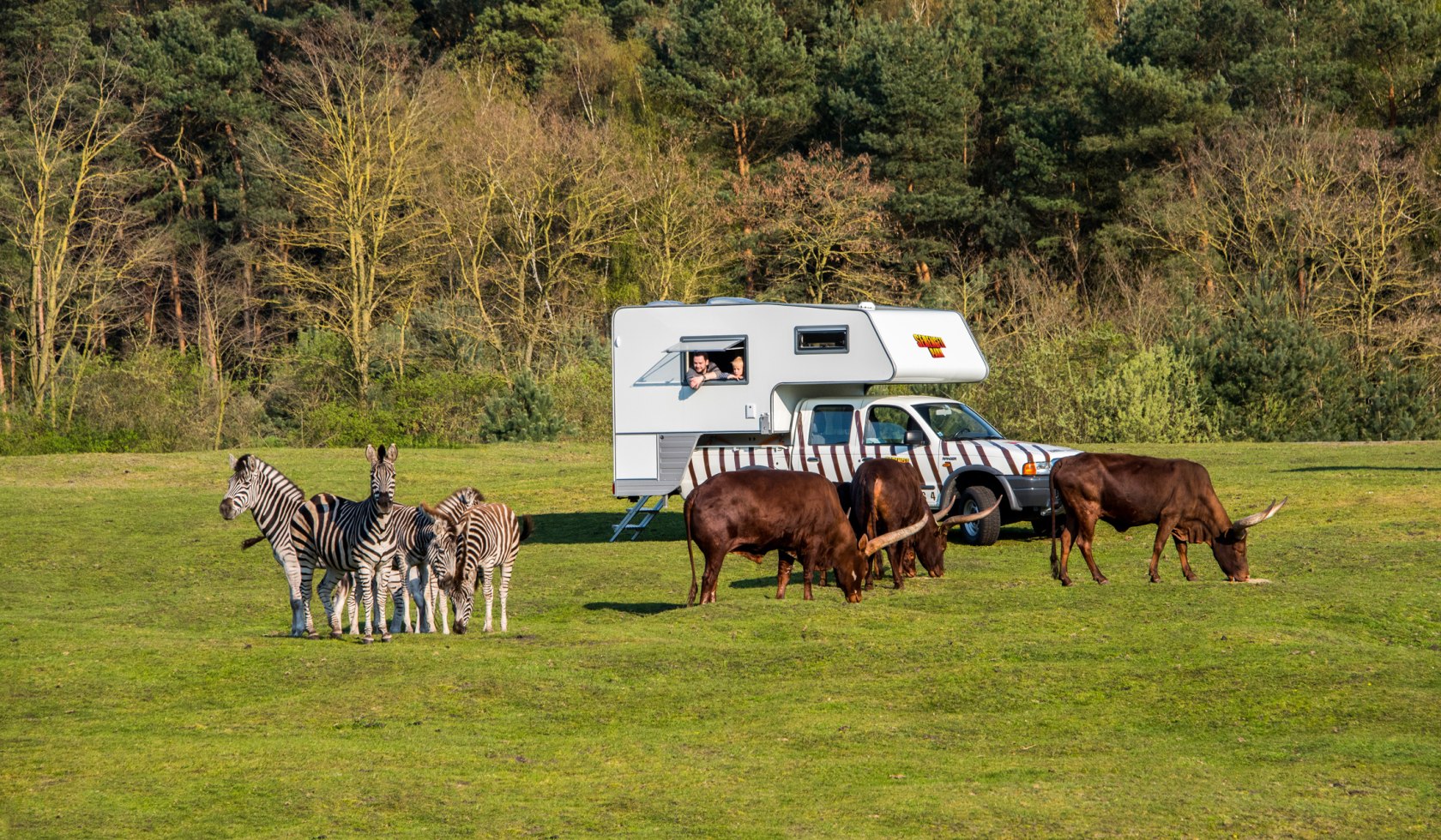 Spend the night among wild animals in a ranger lodge in Serengeti Park, © Serengeti-Park Hodenhagen GmbH