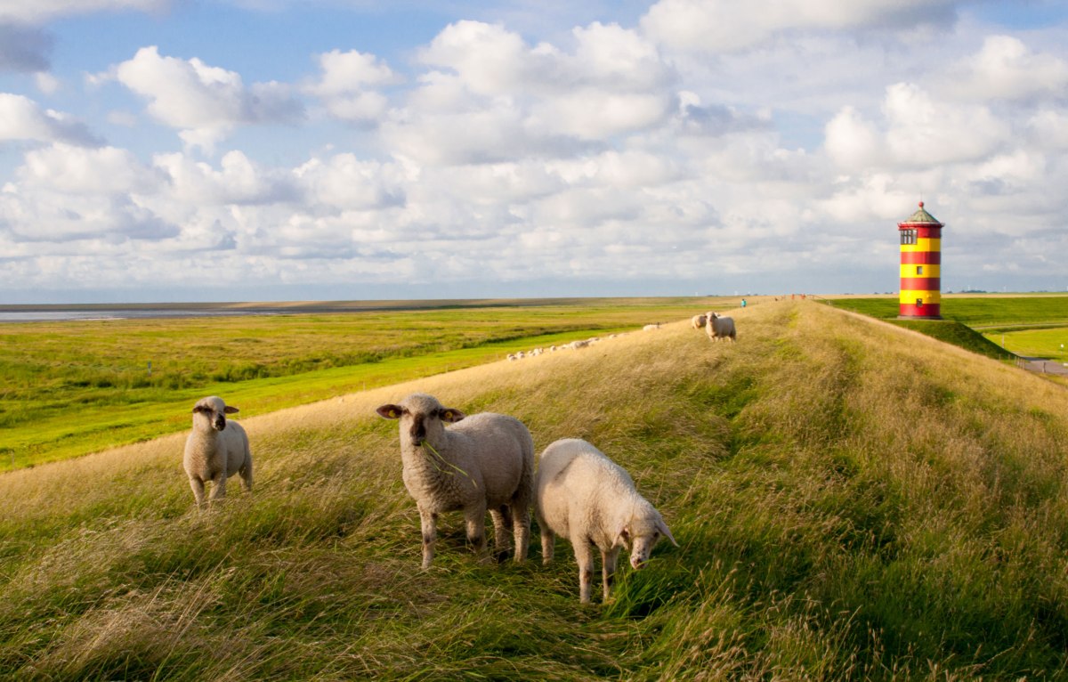 Lighthouse of Pilsum and sheep on the dike, © Fotolia / greenpapillon