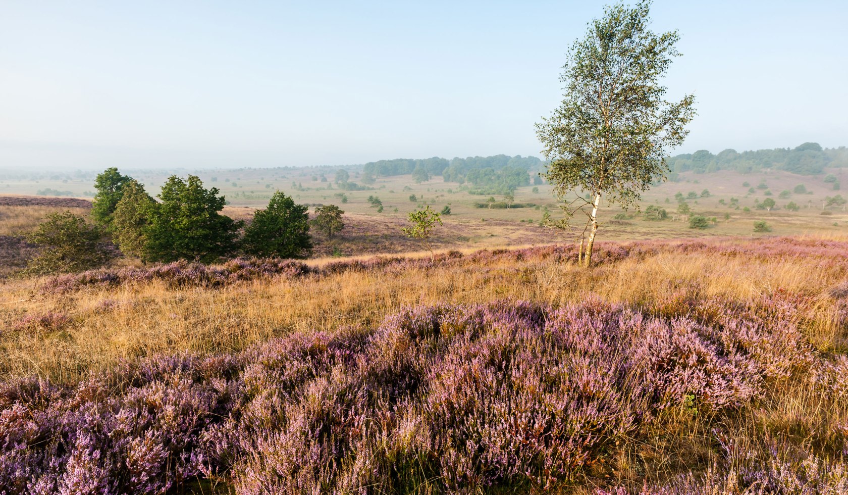 Heath landscape at dawn on the Surhorn, © Lüneburger Heide GmbH / Markus Tiemann